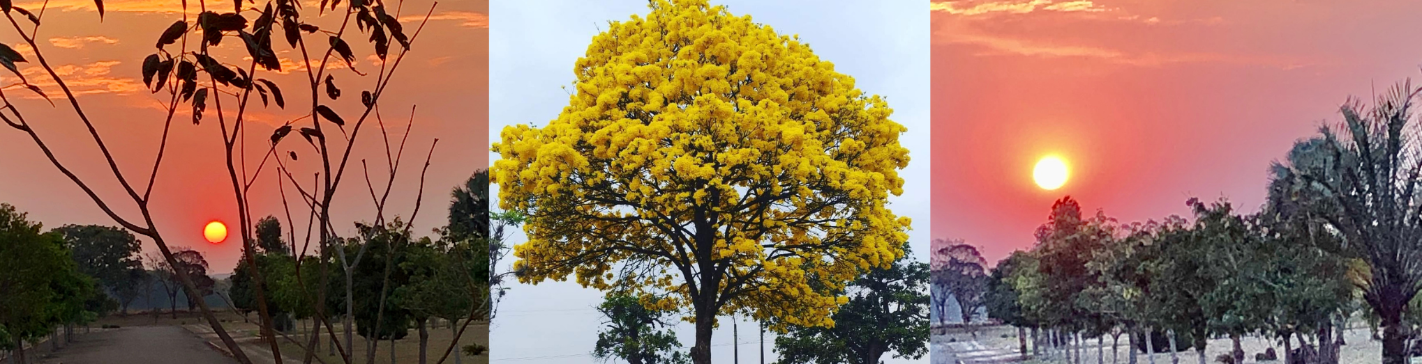 Pôr do sol e Ypê amarelo no CCA